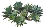 Cutout succulent agave americana png vegetation (3917) - miniature