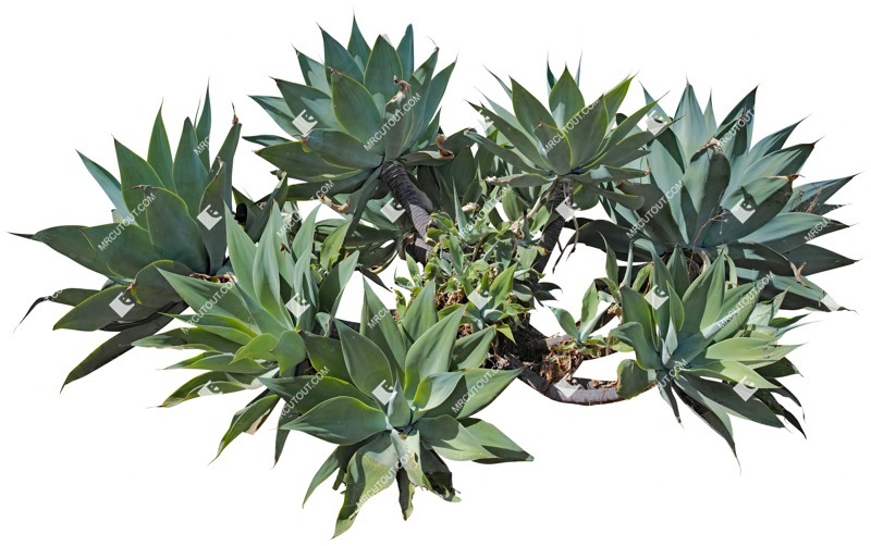 Cutout succulent agave americana png vegetation (4122)