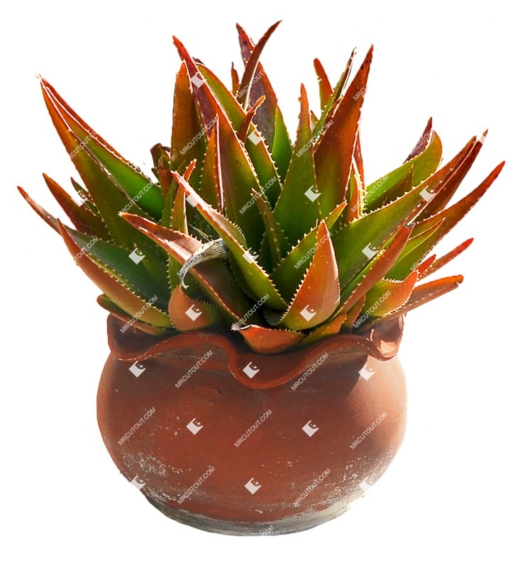 Cut out succulent aloe perfoliata plant cutouts (7657)