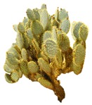Png succulent cactaceae juss cut out plants (7986) - miniature