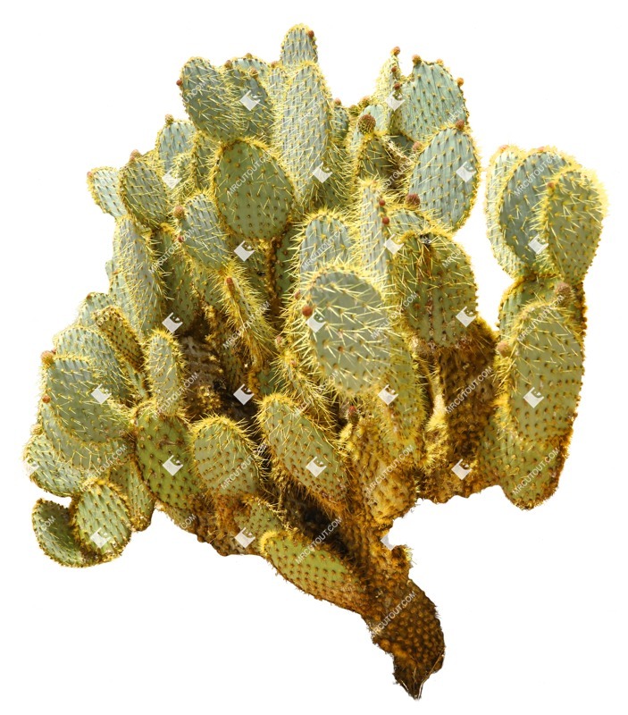 Png succulent cactaceae juss cut out plants (8188)