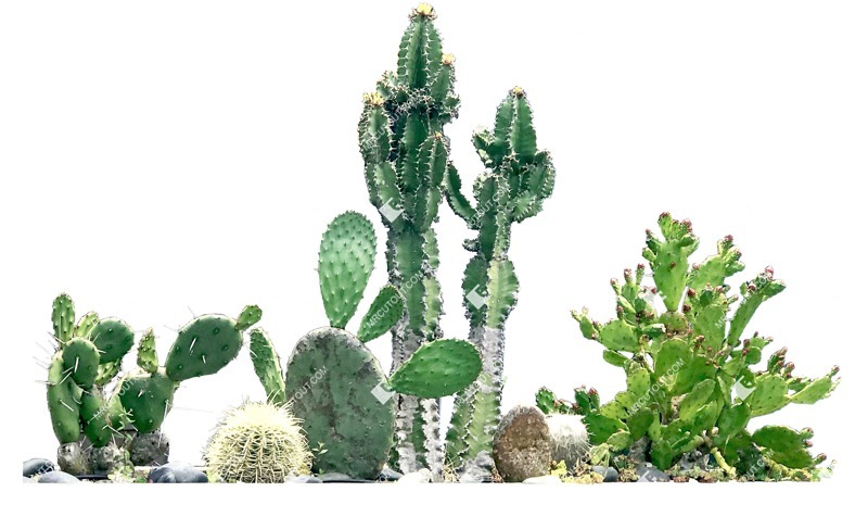 Cutout succulent cactaceae juss cut out plants (7821)