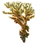 Cut out succulent cactaceae juss cut out plants (7984) - miniature