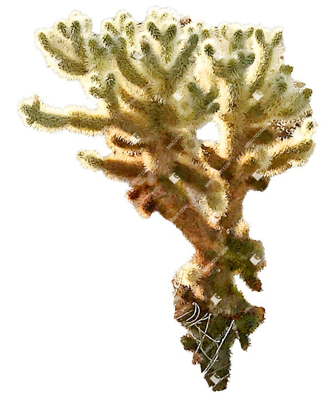 Cut out succulent cactaceae juss cut out plants (8189)