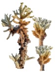 Png succulent cactaceae juss plant cutouts (7983) - miniature