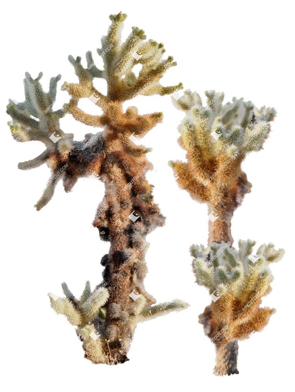 Png succulent cactaceae juss plant cutouts (8048)
