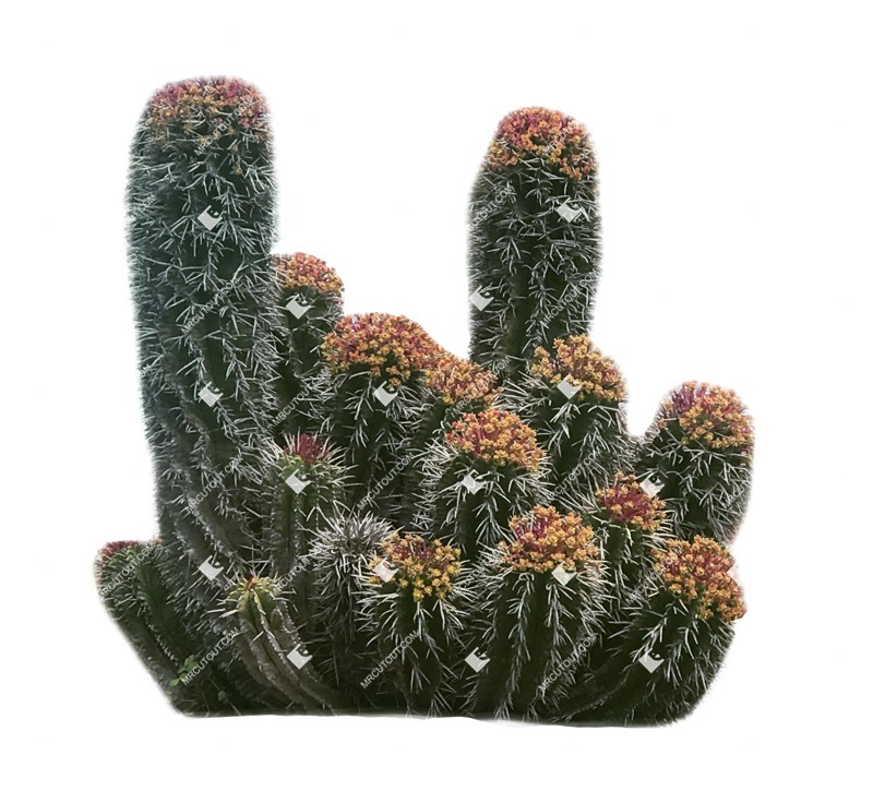 Cut out succulent cactaceae juss cut out plants (6957)