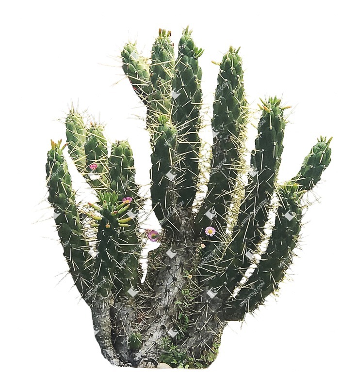 Png succulent cactaceae juss cut out plants (7004)