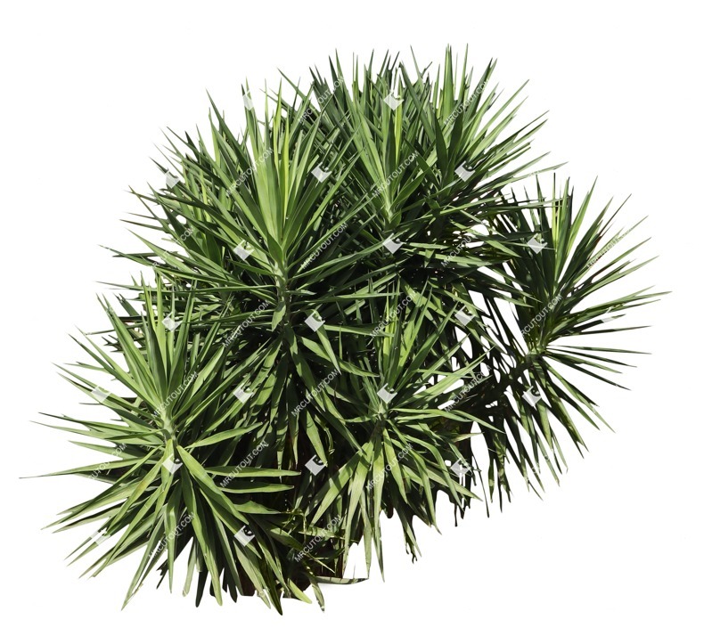 Cut out succulent yucca aloifolia plant cutouts (19567)