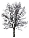 Tree  (442) - miniature