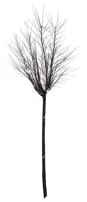 Png tree png vegetation (452)