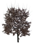 Cut out Tree 0004 | MrCutout.com - miniature