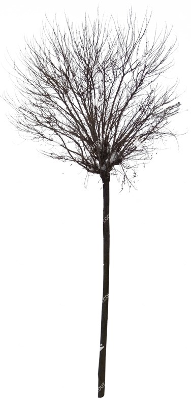 Cut out tree vegetation png (490)