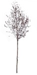 Tree  (493) - miniature