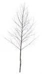 Cutout tree vegetation png (353) - miniature
