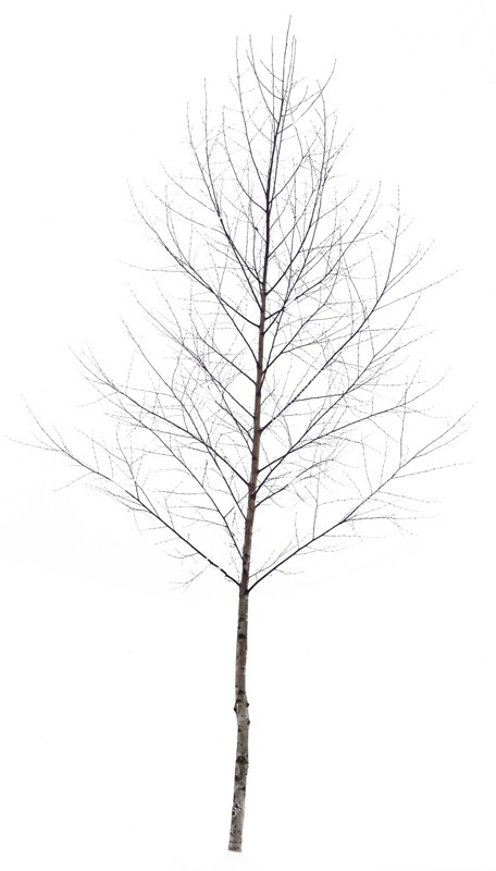 Cutout tree vegetation png (494)