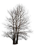Cut out Tree 0013 | MrCutout.com - miniature