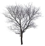 Cutout tree png vegetation (550) - miniature
