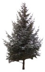 Tree  (562) - miniature