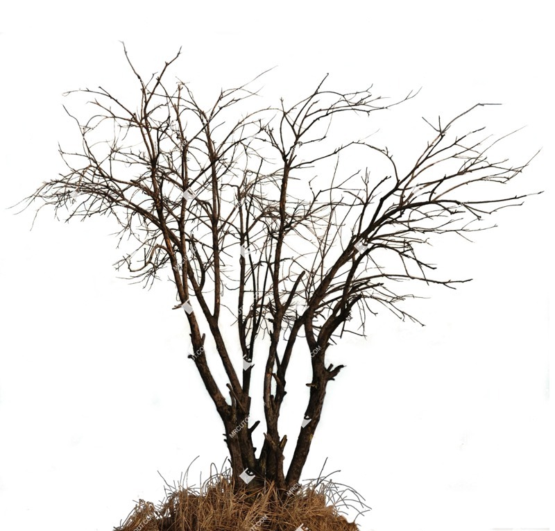 Png tree png vegetation (563)