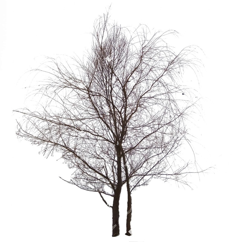 Cutout tree vegetation png (580)