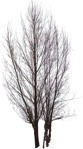 Tree  (581) - miniature