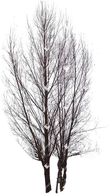 Png tree vegetation png (581)