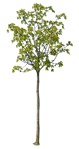 Cutout tree cutout plant (863) - miniature