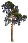 Tree  (1020) - miniature