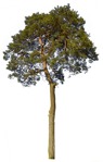 Cut out tree cut out vegetation (1027) - miniature