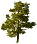 Cutout tree cut out vegetation (1026) - miniature