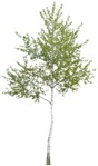 Tree  (1040) - miniature
