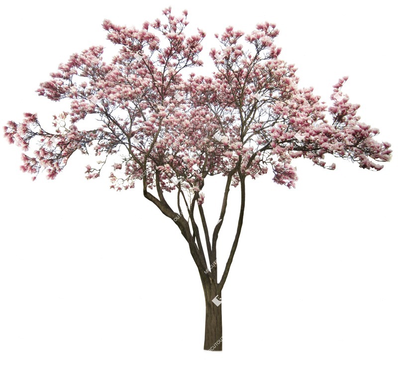 Cut out tree cutout plant (1105)