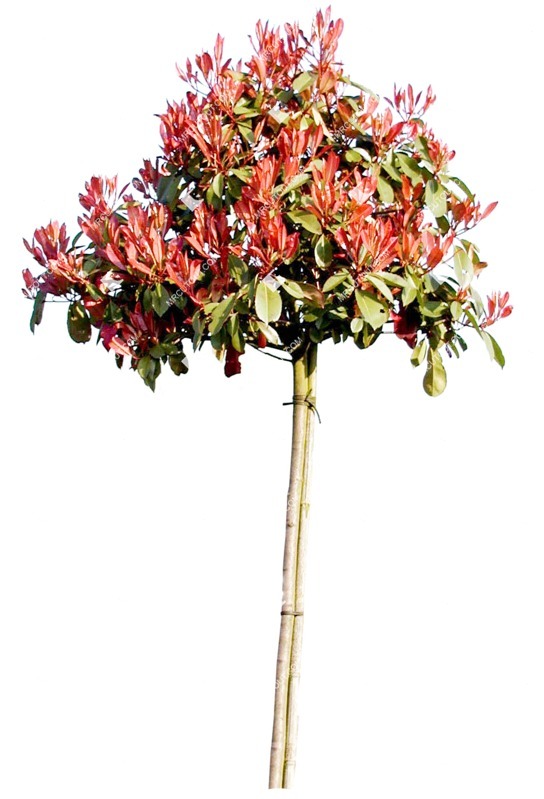 Cutout tree cutout plant (1106)
