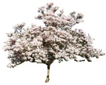 Tree  (1115) - miniature