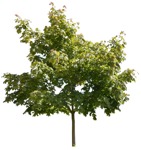 Cutout tree png vegetation (1007) - miniature