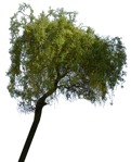 Tree  (1315) - miniature