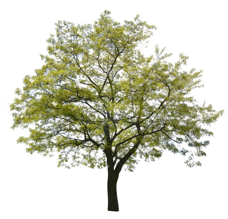 Cutout tree plant cutouts (1316)