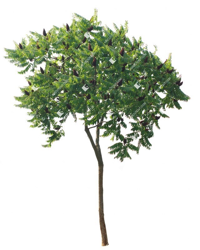 Cut out tree cutout plant (1409)