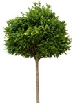 Cut out Tree 0091 | MrCutout.com - miniature