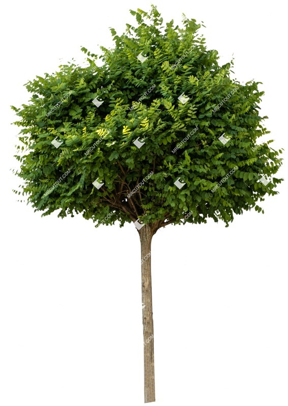 Cut out tree png vegetation (1480)