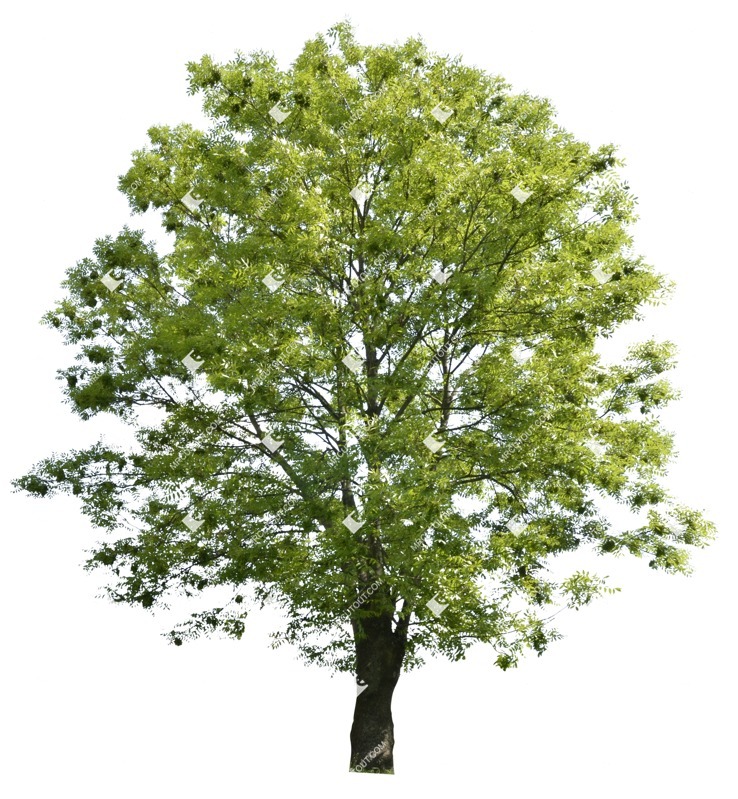 Cut out tree png vegetation (1477)