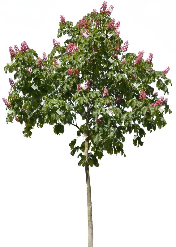 Cutout tree png vegetation (1473)