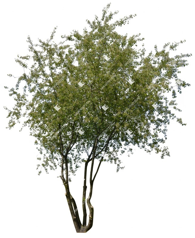 Cut out tree png vegetation (1471)
