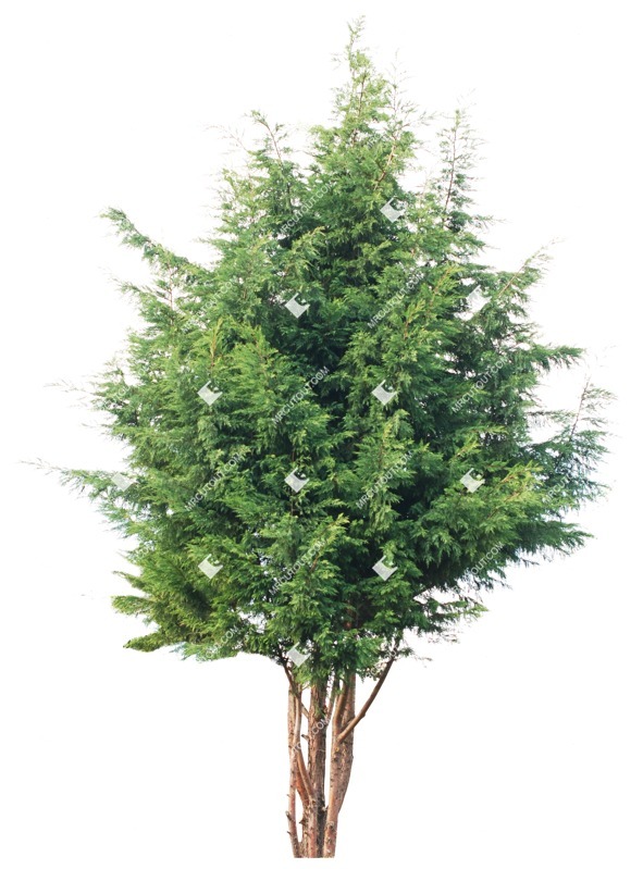 Cut out tree png vegetation (1648)
