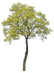 Tree  (1745) - miniature
