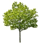Cut out Tree 0114 | MrCutout.com - miniature