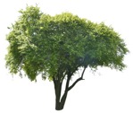 Cut out Tree 0115 | MrCutout.com - miniature