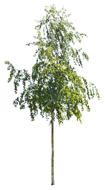 Cutout tree png vegetation (1777)