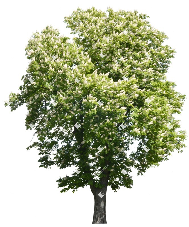 Png tree png vegetation (1861)